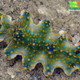 Illustration for article titled Striking Photographs Of Sea Slugs Expose The Alien World Under the Sea